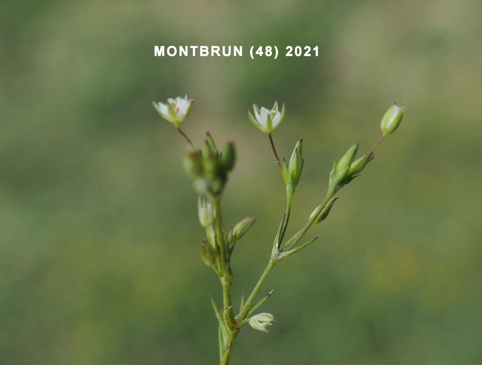 Sandwort, Fine-leaved